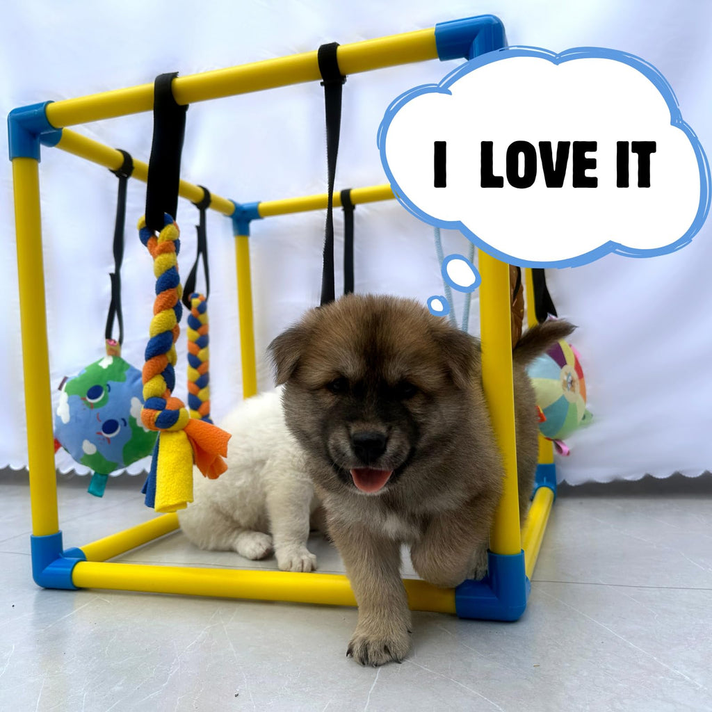 Puppy Play Gym with 8 Hanging Toys A357